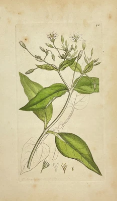 £68.67 • Buy Antique Flower Print - Botanical Art Print - Stellaria - James Sowerby