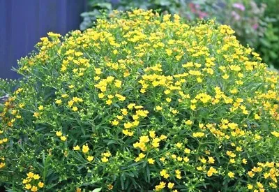 501+Great ST. JOHNS WORT Seeds Native Wildflower Shrub Perennial Herb Medicinal • $3.25