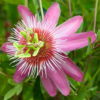 £12.99 • Buy Passiflora 'Anastasia' Passion Flower Climbing Outdoor Garden Plant In 9cm Pot