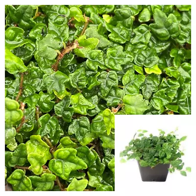 Fig Creeping Frog Plant 4Inches Pot Live Plants String Of Frogs Plant Frog Feet • $7.99