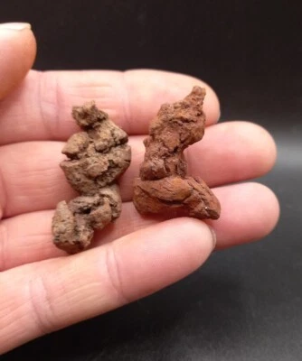 $16.16 • Buy Turtle Coprolite X2 Fossil Poo Poop Madagascar Eocene Reptile 100% Genuine