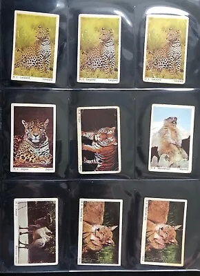 188 Dandy Gum Cards Wild Animals • £29.99