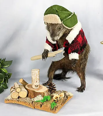 Q88 Lumberjack Woodchuck Groundhog Marmot Anthropomorphic Taxidermy Oddities • $259.99