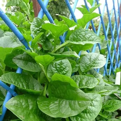 Spinach Seeds - Malabar Big Round Leaf - 2. Grams • $4.89