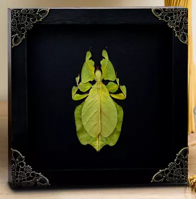 Real Frame Walking Leaf Insect Shadow Box Bug Frame Taxidermy Wall Hanging Decor • $49.40