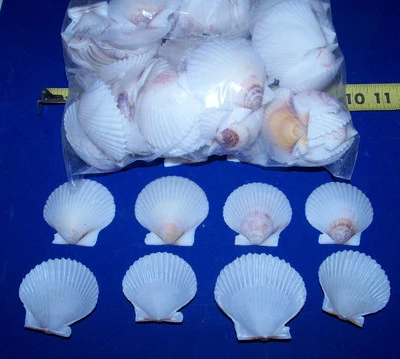 $12.95 • Buy 50  White Florida Scallop Shells Sea Shells Seashells Crafts Wedding Decor 
