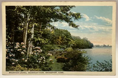 Mountain Laurel Beardsley Park Bridgeport Connecticut CT Vintage Postcard • $2.95
