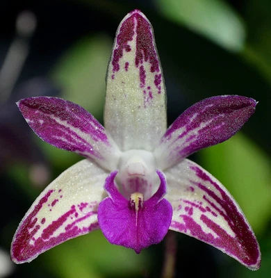 $21.50 • Buy Orchid -Dendrobium Memoria Michael Breuer
