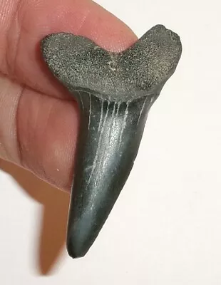 1.777  Mako Shark Tooth Real Fossil From South Carolina Real Sharks Tooth • $14.99