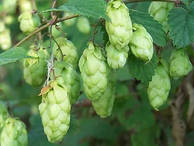 Hops Humulus Lupulus Perennial Vine Seeds (Fast Hardy Edible) • $2.30