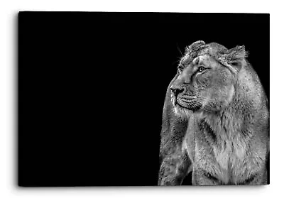 Lioness Black White Closeup Canvas Print Wall Art Picture Home • $92.37