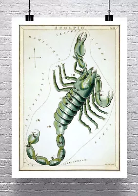 Scorpio Zodiac Sign Vintage Astronomy Rolled Paper Giclee Print 24x32 Inches • $78.62