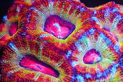 Cornbred's Pinkie Bear Acan - Frag - LIVE CORAL • $74.99