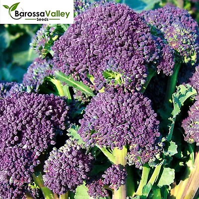 BROCCOLI PURPLE SPROUTING Early 100+ Seeds AUTUMN WINTER Vegetable Garden • $4.35