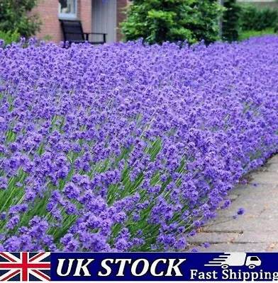 English Lavender Seeds Lavandula Angustifoli  500 To 10.000 Perennial UK • £12