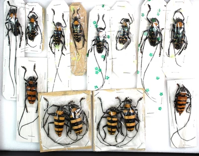 £8.99 • Buy Good Specimens Of Malaysian Cerambicidae