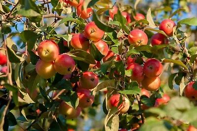 Siberian Crab Apple {Malus Baccata} Edible | Bonsai |15 Seeds Free US Shipping!  • $3.99