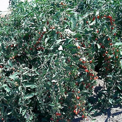 T179C Lot 10 Goji Berry Fresh Cuttings From Mature Plant Will Flower Fruit Soon • $11.99