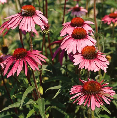 Coneflower 'Magnus Echinacea Purpurea Medicinal And Border Plant/Seeds 100 Seeds • £2.99