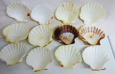 12 Scallop Sea Shells Used In  Baking & Serving. Reusable. 3 1/2  Size. US Only. • $15.99