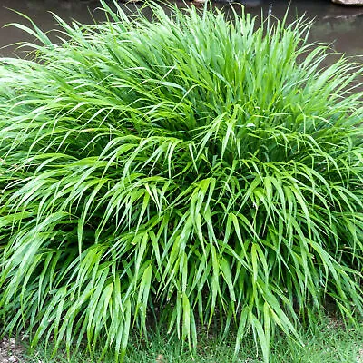 Hakonechloa Macra - Japanese Forest Grass | Deciduous Potted Grassy Garden Shrub • £11.99