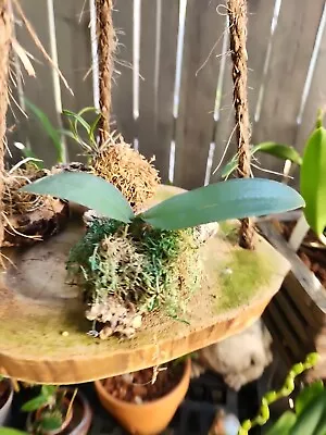 Small Phalaenopsis Orchid Mounted On Cork Bark Piece Live Plant Boho  • $24.99