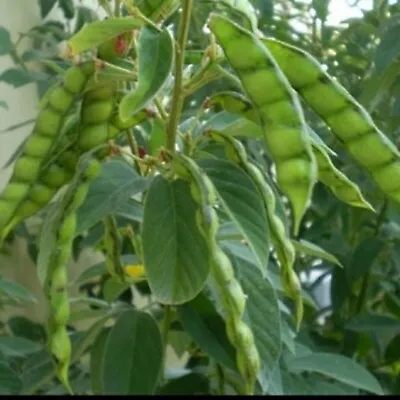 20 Pigeon Pea Seeds Gandules • $2.99