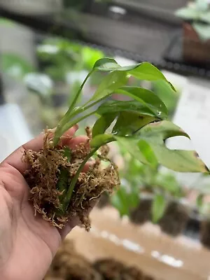 Rhaphidophora “mini Monstera Gini 3” Live Plant Cutting In Moss • $5