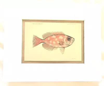 Saltwater Tropical Fish Vintage Style Print Matted • $10.99