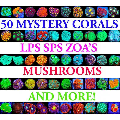 50 Mystery Corals! Beginner Live Coral Frag Pack Corals Of Eden SPS LPS Soft • $449.99