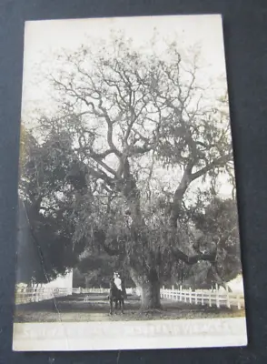 Old Vintage C.1910 - MOUNTAIN VIEW CA. - RPPC Photo POSTCARD - Sullivan Estate • $12.99