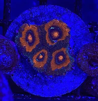 Live Coral Frag Absolutely Fish Naturals Red Acan Micromussa WYSIWYG • $24.99