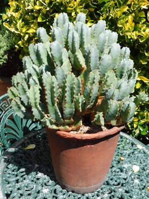 £20 • Buy Euphorbia Cactus Opuntia Succulent Plant