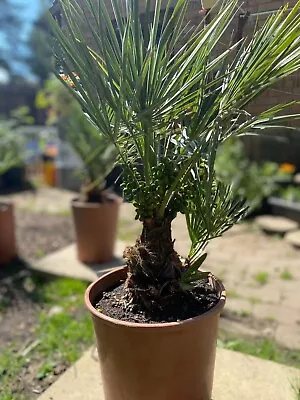 1 X Chamaerops Humilis Palm Tree . 70-80cm Tall With 15Lt Pot As In Picture. • £57.50