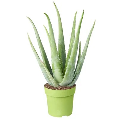 Gardeners Dream Medicinal Aloe Vera Therapeutic Indoor Plant In Pot... • £20