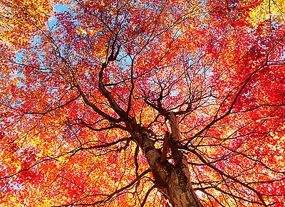 £8.99 • Buy 1 Acer Rubrum / Red Maple 40-60cm Tall Tree, Stunning Autumn Colours
