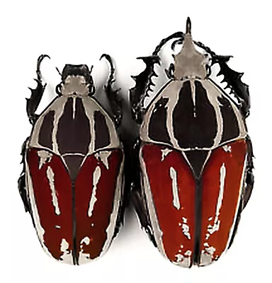 RED Mecynorrhina Torquata Ugandensis PAIR African Beetle 61mm And 51mm • $167