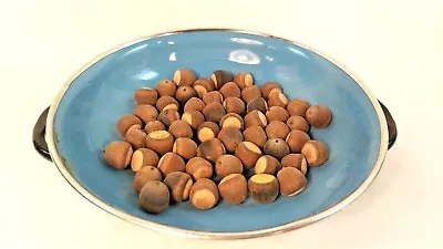 Acorns Natural Water Oak Seeds 50 Count Small Size 1/2   Fall Autumn Craft • $9.99