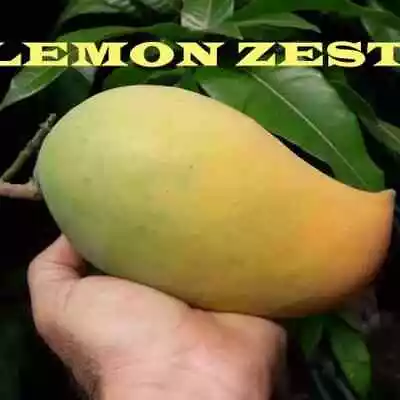 Grafted Lemon Zest Live Mango Tree  Fiberless Mango In 3 Gallon Pot • $89