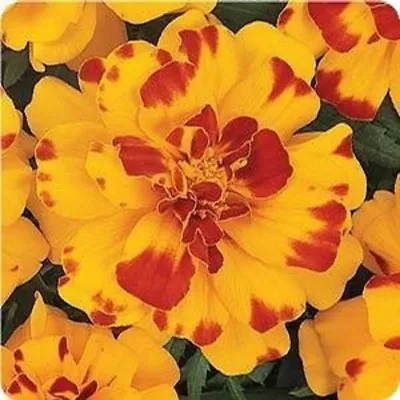 35+ Durango Bolero Marigold Flower Seeds / Annual • $3.90