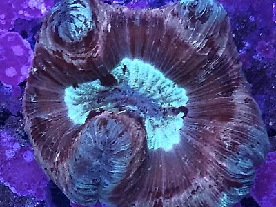 Trachyphyllia Open Brain Coral  Live Coral 4-5”SecretTank X • $325