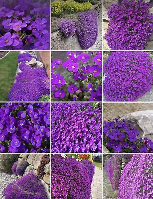 £1.79 • Buy Aubretia 100 Seeds Purple Spring Flowers Rock Perennial