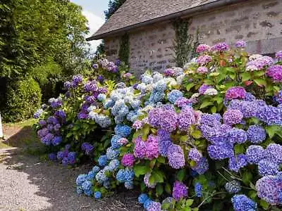 Hydrangea Flower Mix Color Giant Gorgeous Garden Plants 5 Big Seeds • £4.99