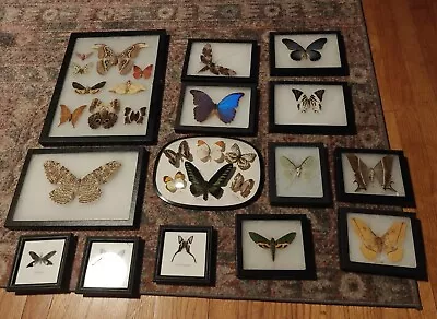 Real Framed Butterfly And Moth Taxidermy And Specimen Huge Collection  • $199.99