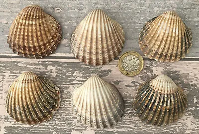 6 Natural Cockle Sea Shells 4x4 Cm Small Ideal Craft Wedding Aquarium Fish Tank • £5.75