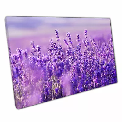 Vibrant Purple Lavender Fields In The Summer Sun Wall Art Print On Canvas • £28.78