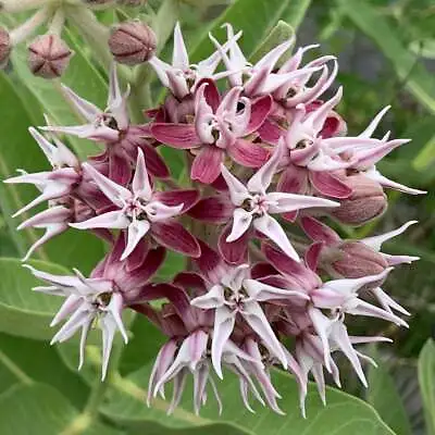 Showy Milkweed Seeds Asclepias Butterfly Weed Easy Grow FREE SHIPPING • $2.79