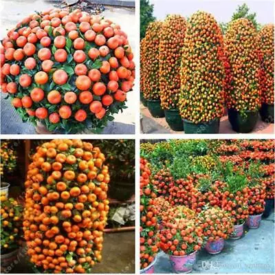 20 Dwarf Tangerine Mandarin Orange Citrus Fruit Bonsai Tree Seeds Easy Grow ! • £10.69