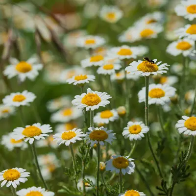 Chamomile - Matricaria Seeds • £2.49