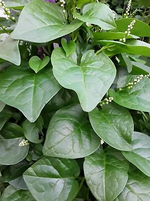 90+ Organic Green Stem Malabar Spinach Alugbati Mong Toi Poi Sang Ceylon Seeds • $3.99